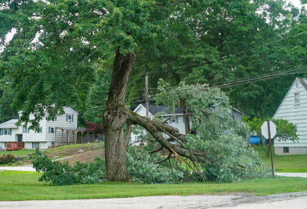 Trusted Watsonville, CA Tree Service Experts